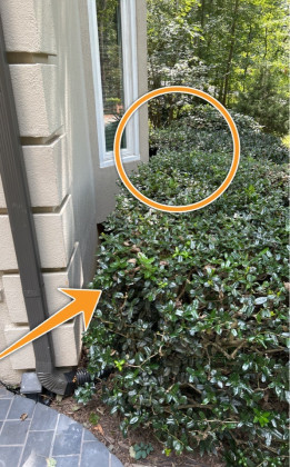Cut Back Shrubbery / Vegetation