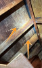 Microbial Growth Noted In Attic