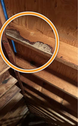 Microbial Growth Noted In Attic