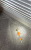 Cover Missing At Floor Outlet